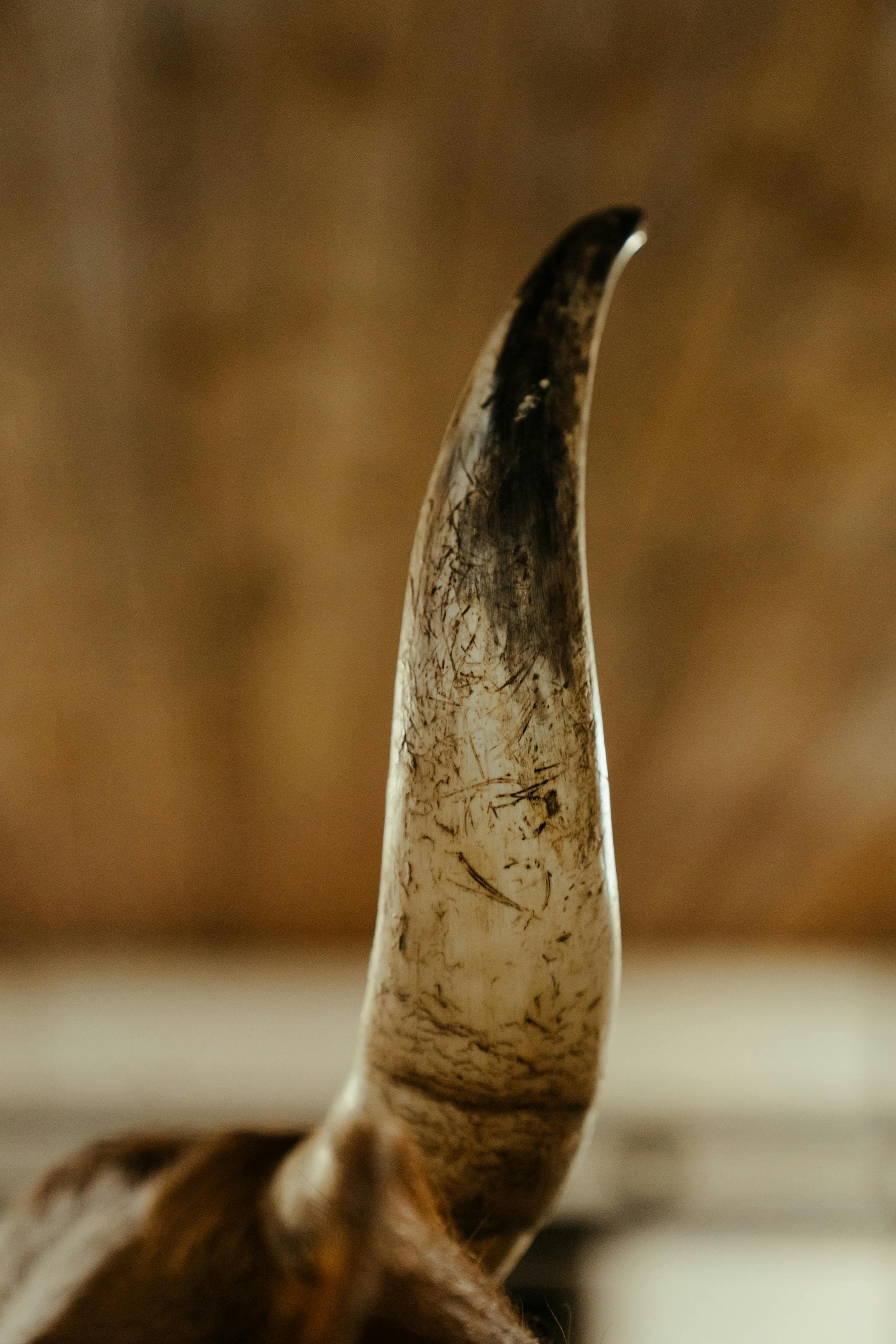 Horn & Bone Products product image